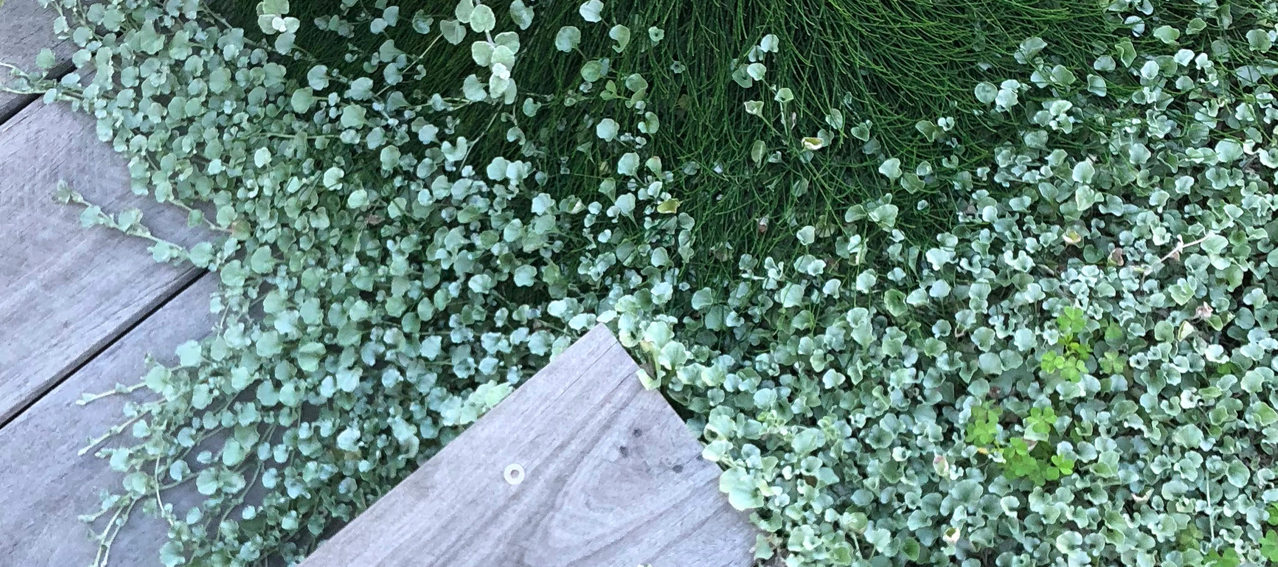 we specialise in providing basic budget landscape plans