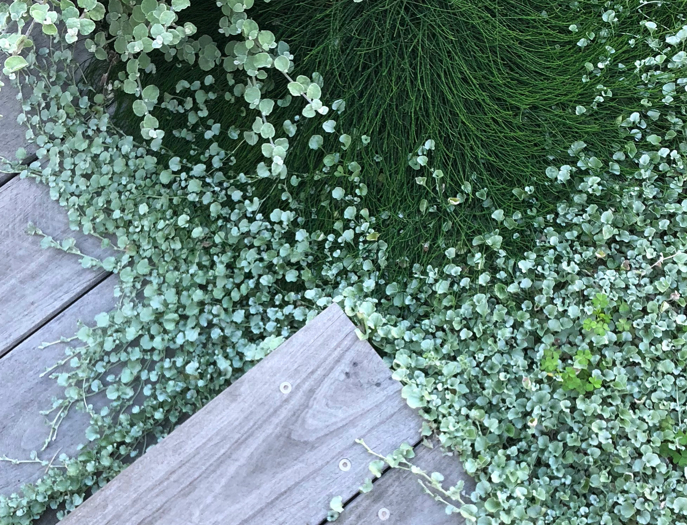 we specialise in providing basic budget landscape plans